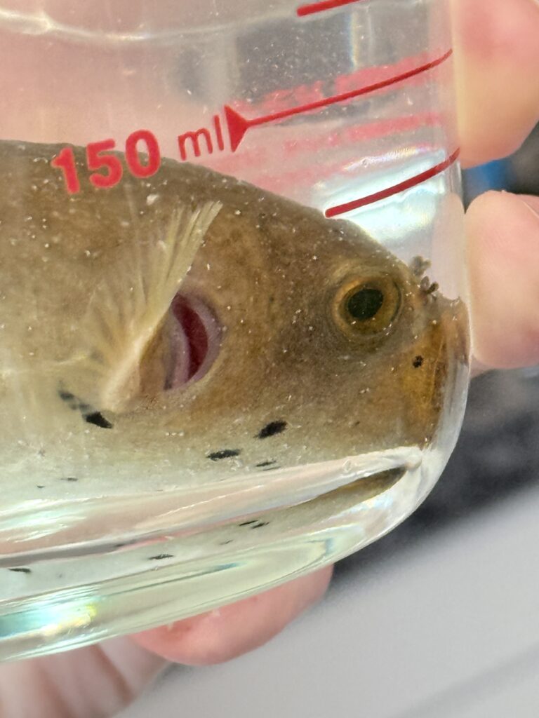 Red Gills and white spots on the eyes