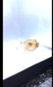 Sick Snoop in Quarantine 